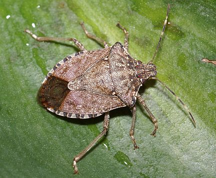 Brown Marmorated Stink Bug Brown Marmorated Stink Bug