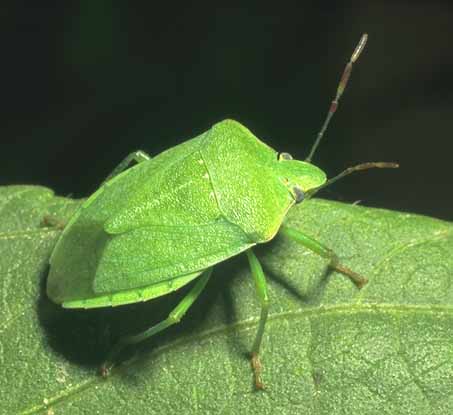 Green Stink Bug Green Stink Bug