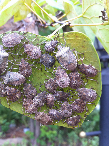 Stink Bug Infestation Stink Bug Infestation