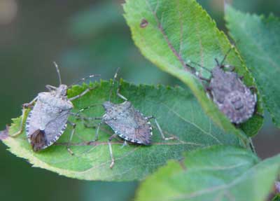 Stink Bugs Stink Bugs