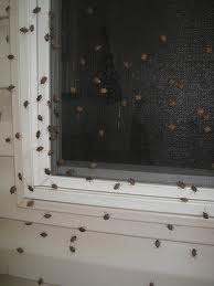 Stink Bugs In House Stink Bugs In House