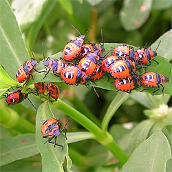 Stink Bugs Infestation Stink Bugs Infestation